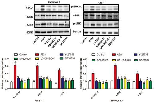 Figure 4. Protein levels of p-EKR1/2, p-P38 and p-JNK in RAW264.7 and Ana-1 cells. *P < 0.05 vs. Control group, #P < 0.05 vs. AEm group.