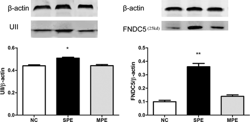 Figure 3. Protein expressions of UII and FNDC5 in placentas with preeclampsia and normal control (NC). There were significantly higher protein expressions of UII and FNDC5 in placentas with SPE by western blot compared with NC (**P<0.01 compared with NC, *P<0.05 compared with NC). NC: Normal control.
