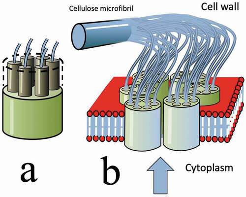 Figure 8. (Colour online) This stylised sketch depicts the complex structure of a rosette, nested in the lipid bilayer of the plasma membrane. It is shown in the act of producing a cellulose microfibril. Each of the six components is producing six poly-β-D glucose strands – and all 36 of these then ‘crystallise’ by hydrogen bonding to produce a microfibril. The vertical blue arrow indicates the arrival of cellulose precursors from the Golgi