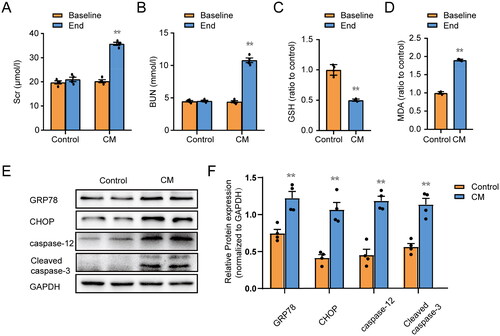 Figure 1. Iohexol induces ER stress, oxidative stress and apoptosis in rat kidney tissues. The method for building the CI-AKI rat model has been described in our previous article. (A, B) Changes in the levels of Scr and BUN. (C) Renal GSH content. (D) Renal MDA activity. (E, F) Representative immunoblot analysis and semi-quantitative analysis of GRP78, CHOP, caspase-12 and Cleaved caspase-3, GAPDH was used as a loading control. Data are expressed as means ± SEMs. n = 4. *p < 0.05, **p < 0.01, significantly different from control group.