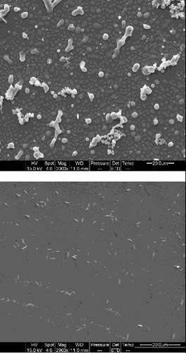 Figure 7. The surface structure of PET materials from the SEM images.