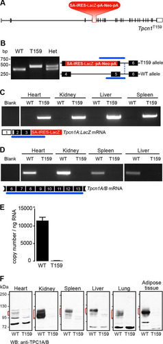 FIG 3 A targeted mutation in the Tpcn1T159 gene abolishes Tpcn1 expression. (A) Schematic representation of Tpcn1T159 gene structure based on the gene with ID no. 252972 and the cDNA sequence with GenBank accession number NM_145853.2. Red blocks, knockout cassette (SA, splice acceptor; IRES, internal ribosomal entry site; pA, polyadenylation signal). The neomycin resistance gene (Neo) is under the control of a promoter present downstream of the LacZ gene. Vertical segments, exons; unfilled boxes, UTRs. (B) Genotyping of mice for WT and Tpcn1T159 alleles. Numbered black blocks, coding exons; blue lines, PCR-amplified regions. (C, D) RT-PCR results for expression of Tpcn1 transcripts in tissues from WT or Tpcn1T159 homozygote mice. Blank, reactions with no RNA; numbered white boxes, noncoding exons. (C) Expression of the truncated chimeric Tpcn1A-LacZ transcript from the Tpcn1T159 allele. (D) Expression of the Tpcn1A/B transcript determined by probing for regions downstream from the gene targeted disruption. (E) Copy number of Tpcn1A/B transcripts detected in liver from WT and homozygote Tpcn1T159 animals using RT-qPCR. Bars correspond to the mean ± SEM for 4 animals. (F) Immunoblotting analysis of TPC1A/B present in membrane samples from tissues of WT or Tpcn1T159 homozygote mice using an anti-TPC1 antibody recognizing the C-terminal region of TPC1 proteins. Red markings, immunoreactive bands not present in Tpcn1T159 samples.