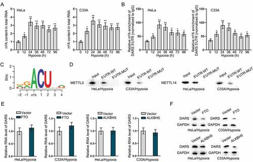 Figure 7. DARS translation is regulated by METTL3- and METTL14- mediated m6A methylation. A Colorimetric method detected the m6A content in total RNA of HeLa and C33A cells treated with hypoxia. B RIP assays measured the m6A enrichment of DARS 5ʹUTR in HeLa and C33A cells treated with hypoxia. C JASPAR predicted the methylated conserved sequences and the binding sites between DARS 5ʹUTR and m6A modification. D RNA pull down assays verified the combination of METTL3/METTL14 and DARS 5ʹUTR-WT/Mut. E-F RT-qPCR and western blot examined the mRNA and protein levels of DARS in FTO- or ALKBH5-overexpressed HeLa and C33A cells treated with hypoxia. Experimental procedures were repeated independently for three times. *P < 0.05, **P < 0.01.