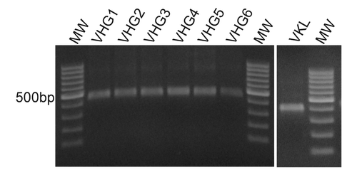 Figure 1. Heavy and Light chains variable region amplification. Total RNA of 8 healthy donors was extracted from peripheral blood mononuclear cells and cDNA was produced using oligo-dT. The cDNA was used to amplify heavy and light chains variable regions by PCR using the primers from Table 1. The figure shows representative PCR products from a single donor, resolved by electrophoresis on a 1% w/v agarose gel. MW: 100bp DNA ladder.