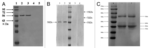 Figure 2. In vitro expression of the NDV vaccine nanoparticles by western blotting. (A) In vitro expression of the pFNDV-PLGA-NPs in BHK cells. Lane 1: protein marker; Lane 2: the naked plasmid DNA groups; Lane 3: the plasmid DNA from pFNDV-PLGA-NPs transfected group; Lane 4: blank PLGA-NPs group; Lane 5: BHK cells group as the negative control; (B) In vitro expression of the pFNDV-CS-NPs in 293T cells. Lane 1: pFNDV-CS-NPs transfected group; Lane 2: naked plasmid DNA groups; M: Protein marker; Lane 3: 293T cells as the negative control; Lane 4: blank CS-NP group; (C) Detection of the NDV structural proteins after encapsulation by western blot. M: Protein marker; Lane 1: Original NDV fluid; Lane 2: NDV recovered from the NDV-CS-NPs. Four positive reaction bands were detected at 75 kDa (HN), 54 kDa (F), 45 kDa (P), and 41 kDa (M). Abbreviations: CS, chitosan; NDV, Newcastle disease virus; pFNDV-PLGA-NPs, the F gene of Newcastle disease virus encapsulated in PLGA nanoparticles; pFNDV-CS-NPs, Newcastle disease virus F gene encapsulated in chitosan nanoparticles; HN, hemagglutinin-neuraminidase protein; F, fusionprotein; P, phosphoprotein; M, matrix protein.