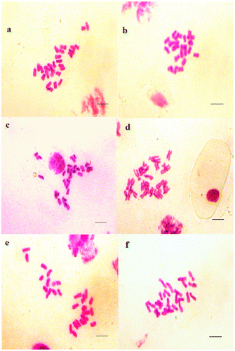 Figure 4. Micrographies of tetraploid metaphase plates (2n = 4x = 28) of Aegilops ventricosa. (a–c) Cytotype 1; (d–f) Cytotype 2. Scale bar = 15 μm.