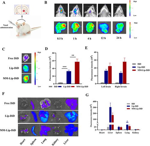 Figure 6 In vivo targeting research. (A) Schematic illustration of different preparations administered via the nose in MACO rats. (B) Live fluorescence imaging and ex vivo brain fluorescence images of MACO rats at 0.5, 1, 4, 12, and 24 hours after administration of MM-Lip-DiD. (C) EX vivo fluorescence imaging of brain of MACO rats that treated with free DiD, Lip-DiD and MM-Lip-DiD. (D) Quantitative analysis of DiD fluorescence intensity in brain tissue that treated with free DiD, Lip-DiD and MM-Lip-DiD. (E) Quantitative analysis of DiD fluorescence intensity of left and right brain. (F) EX vivo fluorescence imaging of heart, liver, spleen, lung and kidney of MACO rats that treated with free DiD, Lip-DiD and MM-Lip-DiD. (G) Quantitative analysis of DiD fluorescence intensity of heart, liver, spleen, lung and kidney. The data were presented as the mean ± SD (n =3). ***p < 0.001, **p < 0.01.