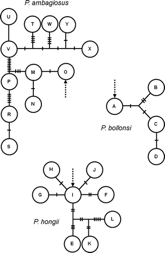 Figure 10  Maximum parsimony networks for the COI data. Large circle represent sampled haplotypes (A–Y). Short bars represent the number of mutational steps between haplotypes. Dotted arrows show the position of the root as inferred by the maximum likelihood phylogenetic analysis in Fig. 9.