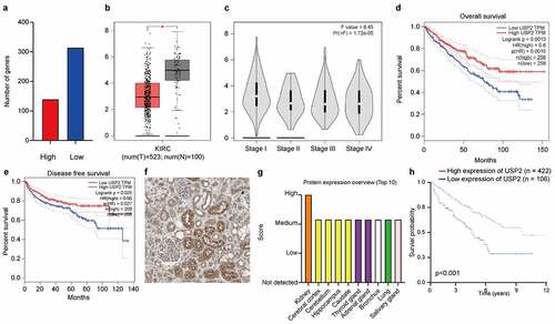 Figure 1. Ubiquitin-specific peptidase 2 downregulation in clear cell renal cell carcinoma is associated with better clinical stage and prognosis. (a) The mRNA-transcriptome sequencing was used to identify mRNAs important in clear cell renal cell carcinoma between tumor tissues and normal tissues. The numbers of highly expressed genes (red) and lowly expressed genes (blue) were shown. (b) Gene Expression Profiling Interactive Analysis showed that the expression of ubiquitin-specific peptidase 2 in paracancerous tissues (gray) was higher than in tumor tissue (red). (c) The expression of ubiquitin-specific peptidase 2 significantly differed between patients with stage I and stage II shown using Gene Expression Profiling Interactive Analysis. (d), (e) Furthermore, Gene Expression Profiling Interactive Analysis revealed that higher expression of ubiquitin-specific peptidase 2 was positively correlated with a better clinical clear cell renal cell carcinoma prognosis including overall survival and disease-free survival. (f) Human Protein Atlas showed that ubiquitin-specific peptidase 2 was mainly enriched in the renal tubules. (g) The Human Protein Atlas showed that ubiquitin-specific peptidase 2 protein expression was higher in the kidney than in other normal tissues. (h) The group that showed a high expression of ubiquitin-specific peptidase 2 tended to have a higher survival probability for Human Protein Atlas. *p < 0.05. Abbreviations: KIRC, kidney renal cell carcinoma; HR, hazard ratio.