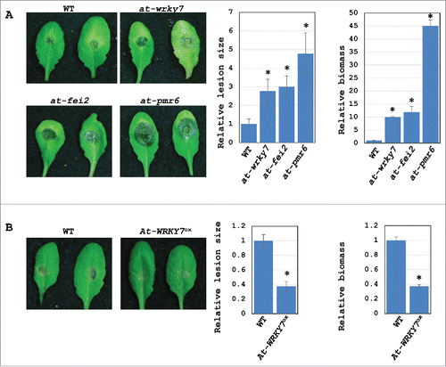 Figure 5. The host target genes of Bc-siR37 are involved in plant immunity against B. cinerea. Arabidopsis at-wrky7, at-fei2, and at-pmr6 mutants were more susceptible to B. cinerea (A), while Arabidopsis At-WRKY7ox lines were more resistant to B. cinerea (B). The lesion sizes were calculated 4 dpi using ImageJ, and error bars represent the s.d. of 10 leaves. The relative biomass was quantified by real-time PCR, and error bars indicate the s.d. of 3 technical replicates. Asterisks indicate statistical significance (One-way Anova for (A), and student's t-test for (B), P<0.01). Similar results were obtained in 3 independent biological replicates.