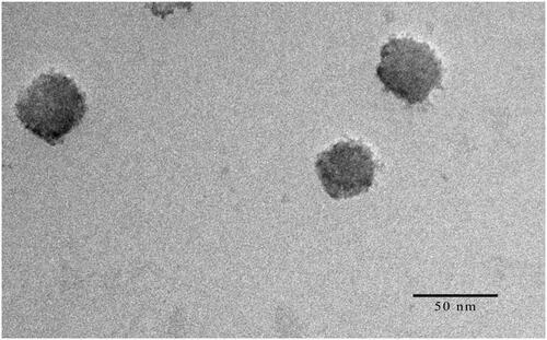 Figure 4. The transmission electron microscopy image of HAS-NLCs.