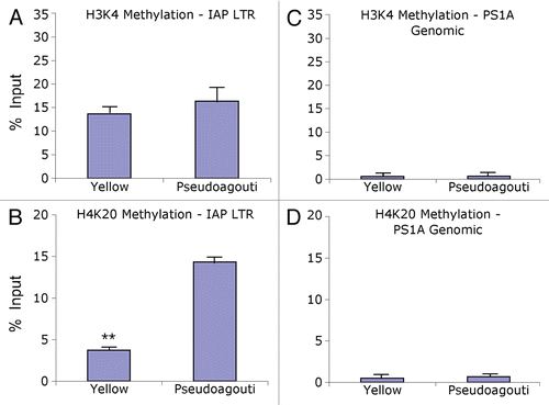 Figure 3 Chromatin precipitation for methylated histones in the 5′ LTR of the IAP and in PS1A. Binding activity was calculated as percent of pre-immunoprecipitated input DNA as represented by 2−ΔC(t) X100. (A) DNA precipitated by H3K4 tri-methylation antibody is not enriched in yellow versus pseudoagouti Avy/a mice (p = 0.7; n = 6 per group) within the 5′ LTR of the IAP. (B) DNA precipitated by H4K20 tri-methylation antibody is enriched in pseudoagouti compared to yellow Avy/a mice (p = 0.01; n = 6 per group) within the 5′ LTR of the IAP. (C) DNA precipitated by H3K4 tri-methylation antibody does not vary by coat color within the PS1A genomic region (p = 0.9; n = 5 per group). (D) DNA precipitated by H4K20 tri-methylation antibody does not differ by coat color within the genomic PS1A region (p = 0.8; n = 5 per group). ** indicates significance at the 0.01 level.