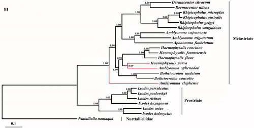 Figure 1. Phylogenetic relationships of Haemaphysalis concinna and other species based on mitochondrial sequence data. The concatenated amino acid sequences of 13 protein-coding genes were analysed with Bayesian inference (BI), using Nuttalliellidae namaqua (NC_019663) as an outgroup. All the species accession numbers in this study are listed as below: Amblyomma triguttatum NC_005963, Amblyomma elaphense NC_017758, Amblyomma sphenodonti NC_017745, Amblyomma cajennense NC_020333, Aponomma fimbriatum NC_017759, Bothriocroton concolor NC_017756, Bothriocroton undatum NC_017757, Haemaphysalis flava NC_005292, Haemaphysalis formosensis NC_020334, Haemaphysalis parva NC_020335, Rhipicephalus sanguineus NC_002074, Rhipicephalus microplus KP143546, Rhipicephalus australis NC_023348, Rhipicephalus geigyi NC_023350, Ixodes hexagonus NC_002010, Ixodes holocyclus NC_005293, Ixodes persulcatus NC_004370, Ixodes uriae NC_006078, Ixodes pavlovskyi NC_023831, Ixodes ricinus NC_018369, Dermacentor nitens NC_023349, Dermacentor silvarum NC_026552, and Nuttalliella namaqua NC_019663.