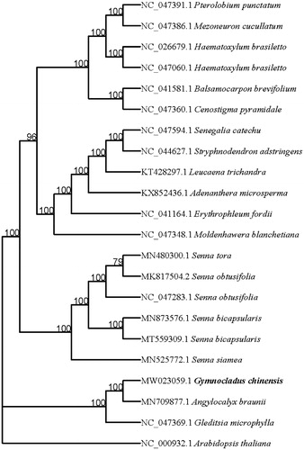Figure 1. Phylogenetic relationships among 22 complete chloroplast genomes.