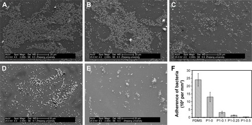 Figure 8 SEM images.Notes: (A) Pristine PDMS, (B) p (DMAEMA+), (C) p (DMAEMA+-co-0.10 MPC), (D) p (DMAEMA+-co-0.25 MPC), and (E) p (DMAEMA+-co-0.50 MPC)-modified PDMS after exposure to waterborne S. aureus. (F) Adherence of the bacteria cell density on the surfaces.Abbreviations: SEM, scanning electron microscope; PDMS, poly(dimethyl siloxane); p (DMAEMA+-co-MPC), (2-(dimethylamino)-ethyl methacrylate-co-2-methacryloyloxyethyl phosphorylcholine); S. aureus, Staphylococcus aureus; MPC, 2-methacryloyloxyethyl phosphorylcholine; DMAEMA, 2-(dimethylamino)-ethyl methacrylate.