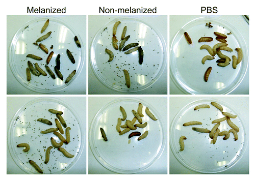 Figure 5. Melanization of infected larvae. Larvae from each group at 32 °C were photographed at day 5 post-infection. Top row: larvae from New York Worms. Bottom row: larvae from Vanderhorst. Each group contained both live and dead larvae. The number of dead larvae in each group was 6, 5, and 1 (top row, left to right) and 3, 3, and 0 (bottom row, left to right).
