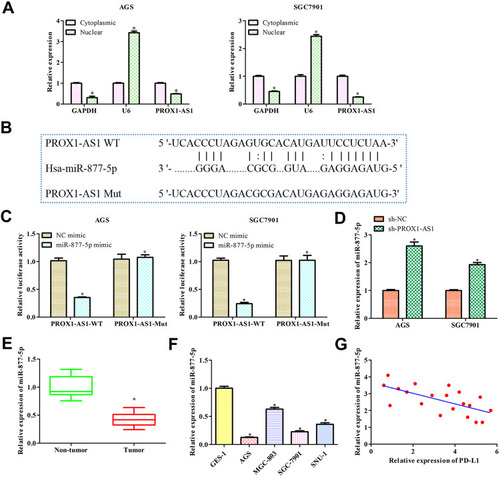 Figure 4 PROX1-AS1 acts as a molecular sponge for miR-877-5p. (A) The subcellular location analysis of PROX1-AS1. (B) Putative binding regions of PROX1-AS1 in miR-877-5p predicted by StarBase. (C) Luciferase reporter assay was conducted to verify the relationship between PROX1-AS1 and miR-877-5p. (D) RT-qPCR was used to detect miR-877-5p expression level after sh-PROX1-AS1 treatments. (E, F) The mRNA expression of miR-877-5p in GC tissues and cell lines were analyzed by RT-qPCR. (G) Pearson’s correlation analysis between PROX1-AS1 and miR-877-5p expression. *P < 0.05 vs Cytoplasmic, NC mimics, Non-tumor, or GES-1 group.