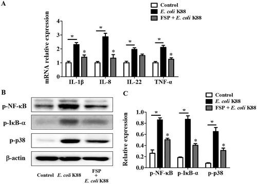 Figure 4. Effects of fermented soybean peptides on E. coli K88-induced inflammation in IPEC-J2 cells. (A) FSP significantly decreased the expression of IL-1β, IL-8, and TNF-α in E. coli K88-infected cells, as determined by real-time PCR. (B) FSP significantly suppressed the phosphorylation of NF-κB, IκB-α, and p38 in E. coli K88-infected cells, as determined by western blotting. (C) Quantitative analysis of key proteins, NF-κB, IκB-α, and p38, in IPEC-J2 cells. FSP, small peptides in fermented soybean meal. Bars represent mean ± SEM (n = 3); *: p < 0.05 vs control group; *: p < 0.05, vs E. coli K88 group.