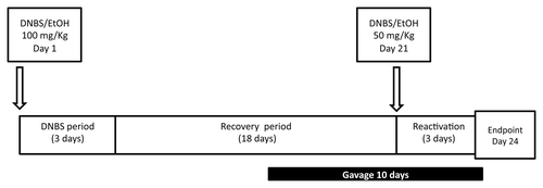 Figure 1. Experimental protocols for the mouse chronic micro-inflammation model.