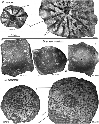 Figure 10. External test features of Discocyclina nandori, D. praeomphalus, and D. augustae from the Drazinda Formation. pi: piles, u: umbo, ud: umbonal depression, r: ribs.