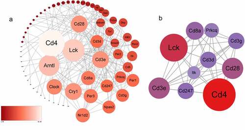 Figure 4. a The protein-protein interaction network consists of 66 nodes and 176 edges. Color and size represent the connectivity degree of nodes. b The most highly connected cluster is composed of ten ‘Lck, Cd3e, Cd4, Cd3g, Cd3d, Cd8a, Prkcq, itk,’ Cd28, Cd247 hub genes.
