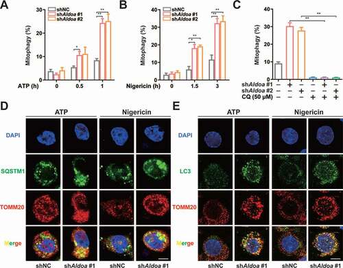 Figure 2. ALDOA limited PRKN-dependent mitophagy. (A) FACS analysis LPS-primed J774A.1 cells stably expressing shRNA against Aldoa and mito-Keima, stimulated with or without ATP (5 mM) for 0.5 h and 1 h. (B) FACS analysis LPS-primed J774A.1 cells stably expressing shRNA against Aldoa and mito-Keima, stimulated with or without nigericin (4 μM) for 1.5 h and 3 h. (C) FACS analysis LPS-primed J774A.1 cells stably expressing shRNA against Aldoa and mito-Keima treated with CQ (50 μM), stimulated with nigericin (4 μM) for 3 h. (D and E) Intracellular distribution of SQSTM1 (D) or LC3 (E) and mitochondria (TOMM20) in LPS-primed J774A.1 cells stably expressing shRNA against Aldoa, stimulated with ATP (5 mM) for 1 h, nigericin (4 μM) for 3 h, examined by confocal microscopy. Scale bars: 10 µm. Data are presented as mean ± SD (n = 3). *P < 0.05, **P < 0.01.