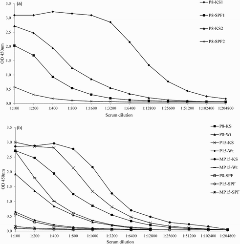 Figure 1. HA274–288 peptide ELISA with homologous KS and SPF chicken sera (a) Binding of homologous KS and SPF sera to P8 peptide (KS1 and SPF1), using the protocol according to Velumani et al. (Citation2011); KS2 and SPF2, using the optimized ELISA protocol. (b) Binding of homologous KS and Wt sera to P8, P15 and MP15 peptides using the optimized ELISA protocol. P8-KS, KS serum on P8 antigen; P15-KS, KS serum on P15 antigen; MP15-KS, KS serum on MP15 antigen; P8-SPF; SPF serum on P8 antigen; P15-SPF, SPF serum on P15 antigen; MP15-SPF; SPF serum on MP15 antigen.