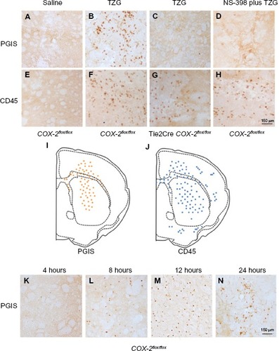 Figure 2 Presence of PGIS and CD45 IHC-positive cells following TZG injection.Notes: (A) PGIS+ cells 12 hours after saline injection in COX-2flox/flox mice. (B) PGIS+ cells 12 hours after TZG injection into COX-2flox/flox mice. (C) PGIS+ cells 12 hours after TZG injection into Tie2Cre COX-2flox/flox mice. (D) PGIS+ cells 12 hours after TZG and NS-398 (2 mg/kg) injection into COX-2flox/flox mice. (E) CD45+ cells 12 hours after saline injection in COX-2flox/flox mice. (F) CD45+ cells 12 hours after TZG injection into COX-2flox/flox mice. (G) CD45+ cells 12 hours after TZG injection into Tie2Cre COX-2flox/flox mice. (H) CD45+ cells 12 hours after TZG and NS-398 (2 mg/kg) injection into COX-2flox/flox mice. Representative distribution of (I) PGIS+ and (J) CD45+ cells. Time course of appearance of PGIS expressing cells, 4 (K), 8 (L), 12 (M), and 24 (N) hours after TZG injection in COX-2flox/flox mice. Scale bar: 150 μm.Abbreviations: PGIS, prostacyclin synthase; TZG, (RS)-(tetrazol-5-yl)glycine; IHC, immunohistochemistry.