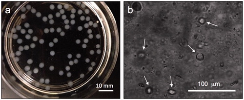 Figure 3. Visual characterization of alginate microcapsules. (a) Representative pictures showing alginate-HEK microcapsules with an average diameter of 2.5 ± 0.5 mm. (b) Representative microscope images showing HEK cells encapsulated in alginate with a rounded morphology. White arrows show cells in focus.