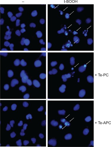 Figure 7 Te-PC and Te-APC inhibited t-BOOH-induced nuclear condensation as examined by DAPI staining assay (magnification 200×).