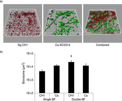 Fig 1 S. gordonii CH1 forms robust dual species biofilms with C. albicans when inoculated simultaneously under conditions of salivary flow. Biofilms were allowed to develop in flow cells for 12–14 h in saliva-supplemented medium. Panel (a) depicts 3-D reconstructions of representative confocal images of biofilms. C. albicans SC5314 (green) was visualized after staining with an FITC-conjugated anti-Candida antibody. S. gordonii CH1 was visualized after fluorescence in situ hybridization (FISH) with a Streptococcus sp.-specific probe conjugated to Alexa 546. Panel (b) depicts the average biovolumes (in µm3) for each species as measured in eight different CLSM image stacks from two independent experiments. Bottom panel: S. gordonii=CH1, C. albicans=Ca. * indicates a p-value of less than 0.05 when S. gordonii mono-species biovolumes were compared to mixed-species biovolumes by t-test.