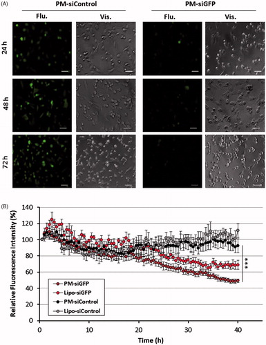 Figure 5. GFP reporter assay for PM biological efficacy assessment. (A) Fluorescent images of MDA-MB-231/GFP cells were taken 24, 48 and 72 h after incubation with PM-siGFP and PM-siControl. (B) Time-lapse experiment in which fluorescent images was captured each 30 min during the 72 h period of incubation of the same cells with siGFP and siControl associated with PM or Lipofectamine® 2000. The values represent the fluorescent intensity detected for each time-point. Results are expressed as mean ± sd (n = 3), ***p ≤ .001 for the comparison between PM-siGFP and Lipofectamine-siGFP. Lipofectamine® 2000 is represented as Lipo.
