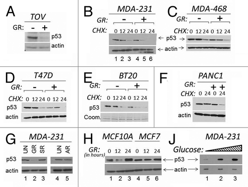 Figure 1. The levels of glucose affect mutant p53 expression. (A and B). TOV or MDA-231 cells were grown in regular media or in media lacking glucose (indicated as GR, - or +). In the experiment shown in (A), cells were harvested 16 h after GR, and cell extracts were subjected to immunoblot with anti-p53 or anti-actin antibodies. In (B), a time course in the presence of the translation inhibitor cycloheximide (CHX) is shown. Untreated (lanes 1–3) or GR-treated (lanes 4–6) cells were incubated with 40 μM CHX for the time indicated at the top of the panel (in hours). (C–F) The expression levels of p53 were assessed with experiments similar to those shown in (B) in the cell lines indicated at the top of each panel in the presence of GR and of CHX. All panels show p53 and actin levels. (E) shows Coomassie staining of the membrane (abbreviated Coom.). (G) MDA-231 were grown in regular media (25 mM, lanes 1 and 4); or in GR media (lane 2); or in media containing glucose (25 mM) but lacking serum (SR, lane 3); or lacking amino acids (AR, lane 5). (H) MCF10A (lanes 1–3) or MCF7 (lanes 4–6) cells were grown in regular media or in GR media for the time indicated at the top of the panel (in hours). (J) MDA-231 cells were incubated in 0 mM (lane 1), 5 mM (lane 2), 25 mM (lane 3) glucose for 12 h, followed by assessment of p53 and actin levels.