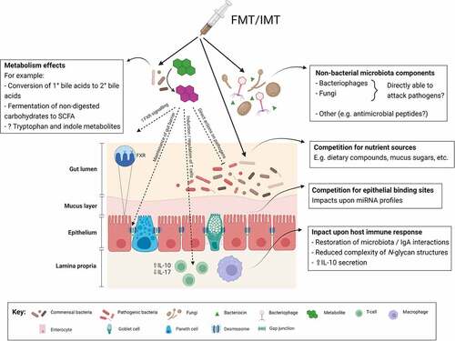 Figure 2. Proposed mechanisms of efficacy of fecal (or intestinal) microbiota transplantation in treating infectious diseases.Abbreviations: FMT: fecal microbiota transplant; FXR: farnesoid X receptor; IL: interleukin; IMT: intestinal microbiota transplant;miRNA: microRNA; SCFA: short chain fatty acids. Figure created with BioRender.com.