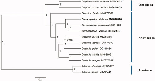 Figure 1. The phylogenetic tree was inferred with 13 PCGs of eleven Cladocera and two Anostraca that had partial/whole mitogenome in software BEAST v1.8.4, with GTR substitution model, MCMC chains of 100,000,000, and burn in 10%. Numbers on the nodes were posterior probability values.