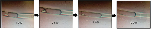 Figure 2. Optical microscope observation of water movement within hollow kapok fiber.
