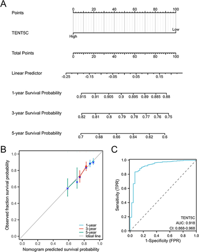 Figure 7 A nomogram specifically designed for patients with colon cancer. (A) The nomogram allows for the evaluation of survival probabilities at 1-year, 3-year, and 5-year intervals for colon cancer patients. (B) The calibration curve of the nomogram demonstrates its accuracy in predicting outcomes for colon cancer patients. (C) The ROC curve illustrates the diagnostic value of TENT5C as a marker for colon cancer.