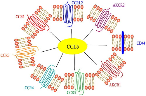 Figure 1. Receptors related of the chemokine CCL5. In addition to the cognate receptor CCR5, specific receptors include CCR1, CCR3 and CCR4. Noncanonical receptors include ACKR1, ACKR2, CCRL2 and CD44.