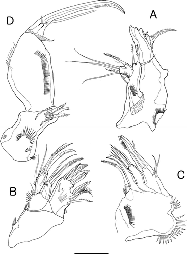 Figure 2.  Isocletopsyllus maximus sp. nov. Female (paratype): A, mandible; B, maxillule; C, maxilla; D, maxilliped. Scale bar=30 µm.