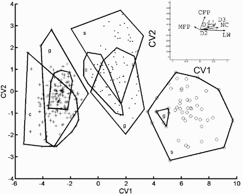 Fig. 30. Canonical variate analysis of the conventional morphometric dataset. Canonical variate scores calculated by grouping the specimens according to morph. (+ = C. meneghiniana, = ‘ambiguous’, ○ = ‘extreme’ morph of C. scaldensis; c = cultures, g = field samples from the River Geeste, s = field samples from the river Schelde.) Group outliers are connected by lines. Vector correlations of the canonical variates with the eight original variables are shown in the upper right hand corner.