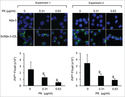 Figure 6. Possible detection of PrPSc-sen and PrPSc-res using mAb 132 in IFA. N2a-3 and ScN2a-3-22L cells and were cultured in a chambered coverglass for 24 h. Cells were fixed with 4% paraformaldehyde in PBS for 10 min and then treated with 0.1% Triton X-100 and 0.1 M glycine in PBS. Subsequently, cells were treated with PK at the indicated concentrations at 4°C for 30 min. Cells were then treated with 5 M GdnSCN for 10 min at RT and subjected to PrPSc-specific immunofluorescence staining. Representative fluorescence images of two independent experiments are shown at the top. Graphs show the corresponding quantification result of PrPSc fluorescence intensities (FI) per ScN2a-3-22L cell. Fluorescence intensities from perinuclear regions of N2a-3 were subtracted as background. Experiment 1: mean fluorescence intensities and standard deviations of 16 cells from 5 microscopic fields (3–4 cells/field). Experiment 2: mean fluorescence intensities and standard deviations of 16–24 cells from 4 to 5 microscopic fields (3–5 cells/field). *, p < 0.001, Welch's t-test). Scale bars: 10 μm.