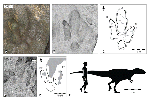 FIGURE 21. Yangtzepus clarkei, ichnosp. nov., from the Yanijarri–Lurujarri section of the Dampier Peninsula, Western Australia. Right pedal impression, topotype UQL-DP57-1, preserved in situ as A, photograph; B, ambient occlusion image; and C, schematic interpretation. Possible right pedal impression, UQL-DP3-8, preserved in situ as D, ambient occlusion image; and E, schematic outline. F, silhouette of hypothetical Yangtzepus clarkei trackmaker based on UQL-DP57-1, compared with a human silhouette. See Figure 19 for legend.