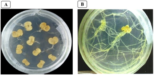 Figure 1. Growth of B. campestris L. explants infected with recombinant R. rhizogenes ATCC15834 for 14 days (A) and 30 days of B. campestris L. hairy root (B).
