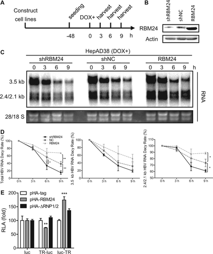 Fig. 5 RBM24 promotes stability of HBV RNA.a HepAD38-shRBM24, HepAD38-shNC, and HepAD38-RBM24 cells were constructed and seeded at −48 h. DOX was added to the culture medium to shut down HBV RNA transcription at 0 h, and cells were harvested at the indicated time points. b The expression of RBM24 in cell lines was detected by western blotting. c HBV RNA was extracted from harvested cells and analyzed by northern blotting. d Kinetic analysis of HBV RNA decay in the cell lines. The relative levels of HBV RNA were normalized to 28S and expressed as the percentage of the RNA signals from the corresponding sample at time point 0 h. e HepG2 cells were co-transfected with each indicated reporter plasmid (pluc, pTR-luc, or pluc-TR) and control vector or plasmid expressing RBM24 or ΔRNP1/2. Cells were harvested at 48 hpt, and the relative luciferase activity (RLA) was measured