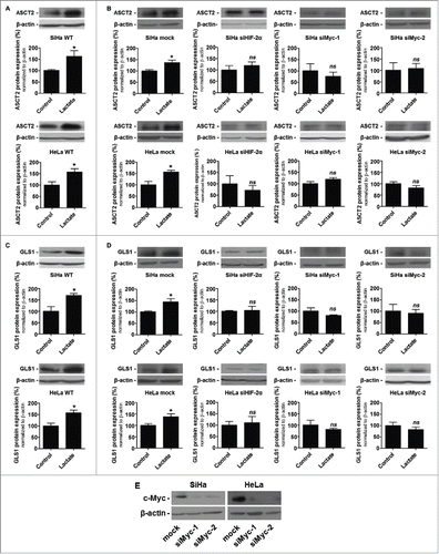 Figure 6. Lactate promotes HIF-2α- and c-Myc-dependent ASCT2 and GLS1 protein expression in oxidative cancer cells. (A-D) Cancer cells were treated ± 10 mM sodium lactate for 6-h. (A), representative immunoblots and bar graphs show ASCT2 protein expression in wild-type SiHa (upper panel) and HeLa (lower panel) cells (n = 4–7; *p < 0.05). (B) Same as in A but using mock-transfected SiHa and HeLa cells (left panels), cells transfected with siHIF-2α (medium left), and cells transfected with 2 different siRNAs targeting c-Myc (siMyc-1 and siMyc-2, medium right and right) (n = 3–6; ns, not significant, *p < 0.05). (C) Representative immunoblots and bar graphs show GLS1 protein expression in wild-type SiHa (upper panel) and HeLa (lower panel) cells (n = 4–7; *p < 0.05). (D) Same as in C but using mock-transfected HeLa and SiHa cells (left), cells transfected with siHIF-2α (medium left), and cells transfected with siMyc-1 (medium right) or siMyc-2 (right) (n = 3–6; ns, not significant, *p < 0.05). (E) The representative immunoblot shows c-Myc and β-actin protein expression in SiHa and HeLa cells transfected with siMyc-1 or siMyc-2.