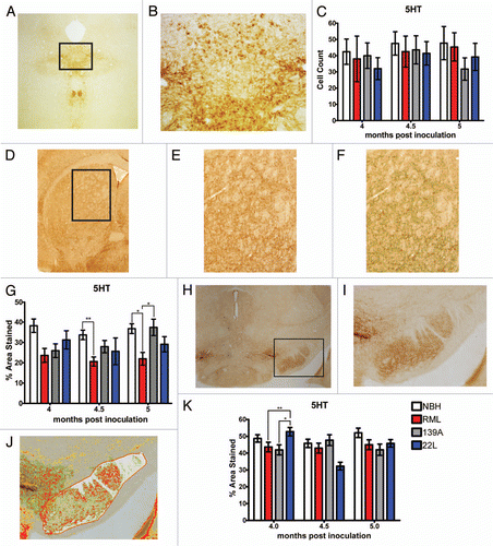 Figure 6 Serotonin system in prion-infected mice. (A) Representative images of the dorsal raphe nucleus (DRN), stained for serotonin (5HT). (B) Higher magnification of the DRN used to count cells. (C) 5HT-positive cell counts in the DRN. (D) Representative low magnification image of the dorsal striatum, stained for 5HT and (E) at higher magnification (10x) used to quantify 5HT neuronal processes as shown in (F). (G) Serotonergic innervations to the dorsal striatum. (H–J) Representative images of the substantia nigra, stained for serotonin. (K) Serotonergic innervations to the substantia nigra.All statistical comparisons were done using the Kruskal-Wallis test with post-test (*p < 0.05; **p < 0.01).