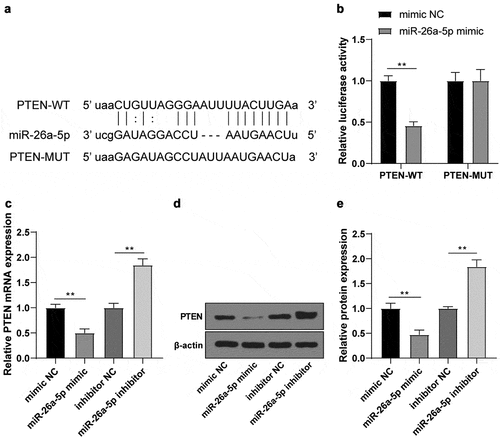 Figure 4. miR-26a-5p targeted PTEN. (a) potential binding sequence between miR-26a-5p and PTEN predicted using the StarBase; (b) binding relationship between miR-26a-5p and PTEN verified by dual-luciferase assay; (c) mRNA level of PTEN in N2a cells after transfection of mimic NC/miR-26a-5p mimic or inhibitor NC/miR-26a-5p inhibitor detected using RT-qPCR; (d-e) PTEN protein level in N2a cells after transfection of mimic NC/miR-26a-5p mimic or inhibitor NC/miR-26a-5p inhibitor detected by WB. Cell experiment was conducted 3 times. Data were expressed as mean ± SD and analyzed by independent t test. **P < 0.01.