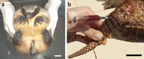 Figure 1. a, Restraint in Zaedyus pichiy; b, blood collection in C. villosus from the tail between the first and the second rings. Scale bar: 3 cm.