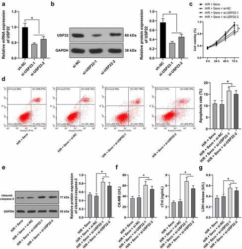 Figure 4. USP22 knockout reverses the protective effect of SPC on H/R-treated H9c2 cells. H9c2 cells were transfected with si-USP22-1 and si-USP22-2, with si-NC as control. A and B, USP22 expression in H9c2 cells was determined by qRT-PCR (a) and western blot analysis (b), followed by the combined experiment with SPC. C, H9c2 cell viability was tested by CCK-8 method. D, H9c2 cell apoptosis was detected by flow cytometry. E, cleaved-caspase-3 protein levels were detected by Western blot; F, CK-MB and cTnI levels in H9c2 cells were evaluated by ELISA. G, LDH level in H9c2 cells was evaluated by colorimetry. The independent experiments were conducted 3 times. The data were presented as mean ± standard deviation. One-way ANOVA was used to analyze the data in panels A, B, D-G, and two-way ANOVA was used to analyze the data in panel C. Tukey’s multiple comparisons test was applied for the post hoc test. * p < 0.05.