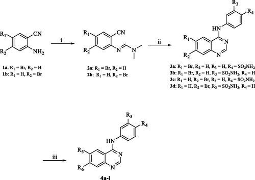 Scheme 1. Reagents and conditions: (i) DMF-DMA, 100 °C, 1.5 h; (ii) appropriate aniline, GAA, reflux, 2 h; (iii) suitable boronic acid derivative, Pd(amphos)C12, T3P, dioxane, 80 °C, 2 h (For 4a–l, R5 and R6 are described in detail in Table 1).